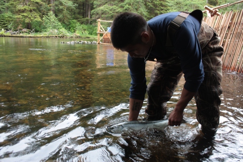 Releasing salmon at the Koeye River Weir.  Source: willatlas.com