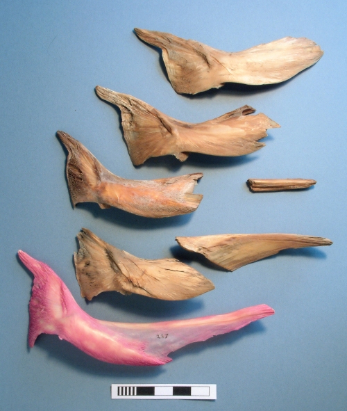 Cod bones (cleithra) recovered from the Mary Rose, with a stained modern example for comparison. Credit: Sheila Hamilton-Dyer 